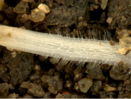 植物根系生長監(jiān)測(cè)系統(tǒng)（TB）